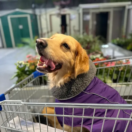 Golden retriever in a purple coat, riding in a shopping cart